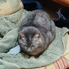 Terrarest Grounding Bed Sheet